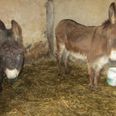 Six donkeys and two ponies rescued from ‘terrible’ living conditions in Co. Donegal