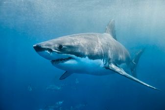 Sky is releasing a new three-part documentary about sharks that we’re ready to sink our teeth into