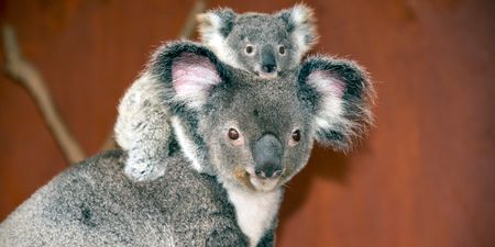 Australian wildlife park welcomes first baby koala following bushfires
