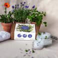 There is an Irish toy company is selling plants that you can use to grow your own soap