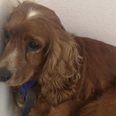 Gardaí seek public’s assistance in returning stolen dog to her home