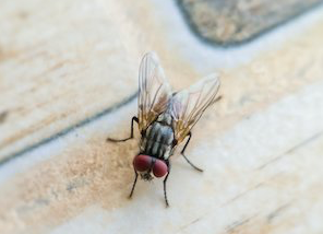 Hack to get rid of flies