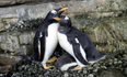 Same-sex penguin couple become proud parents after adopting an egg