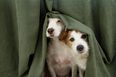 Animals and staff left “terrified” as fireworks fired near London animal hospital