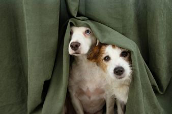 Animals and staff left “terrified” as fireworks fired near London animal hospital