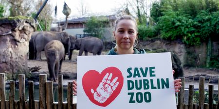 Dublin Zoo fundraising passes €1 million on first day