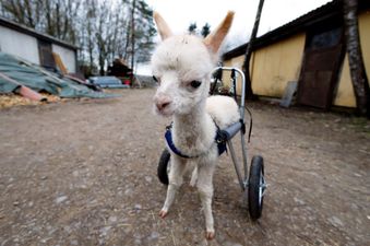 A baby alpaca finally walks with new wheels