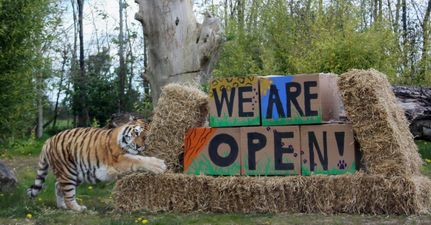 Tayto Park Zoo confirm they are reopening this month and here is how you can book