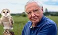 David Attenborough’s new documentary, Life in Colour is on Netflix now