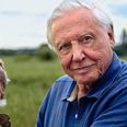 David Attenborough’s new documentary, Life in Colour is on Netflix now