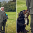 Michael D. Higgins’ dog goes viral after trying to get some attention during TV interview