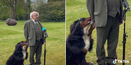Michael D. Higgins’ dog goes viral after trying to get some attention during TV interview