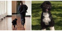 “Our best friend and loyal companion” – Barack and Michelle Obama’s dog, Bo, has died