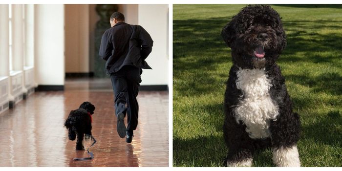The Obama's family dog, Bo, has died