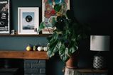 Green-thumb free? Here are five houseplants you couldn’t kill if you tried