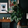 Green-thumb free? Here are five houseplants you couldn’t kill if you tried