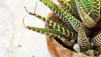 Plants forever dying? Here’s how an ice cube might just keep them alive for longer