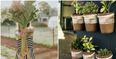 Want to start growing your own vegetables? Join the very first ‘Get Ireland Growing Day’