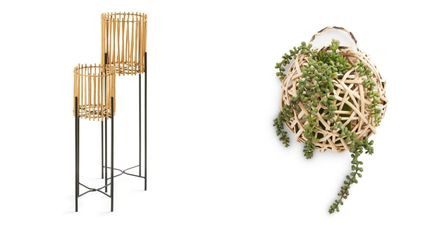 If you are obsessed with your plants, you need to get to Penneys ASAP