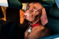 The dangers of leaving pets in hot cars and what to do if you see one