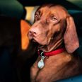 The dangers of leaving pets in hot cars and what to do if you see one