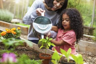 4 amazing benefits of starting a family herb garden