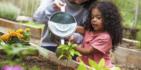 4 amazing benefits of starting a family herb garden