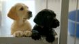Dogs becoming victimised by cost of living crisis, ISPCA says