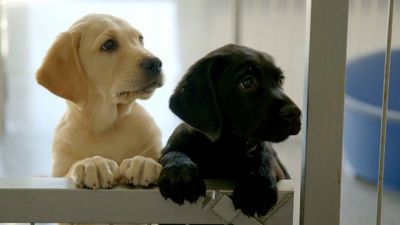 Dogs becoming victimised by cost of living crisis, ISPCA says
