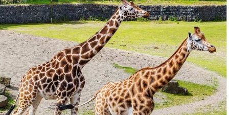 Dublin Zoo have launched an incredible online wildlife experience to teach kids about conservation