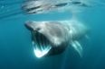 ‘Like a scene from jaws’ – Video of sharks in popular Irish beach goes viral