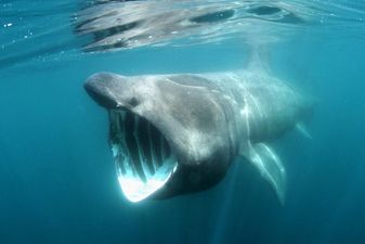 ‘Like a scene from jaws’ – Video of sharks in popular Irish beach goes viral