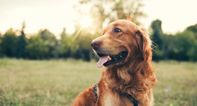 Increase in people giving up their dogs following lockdown