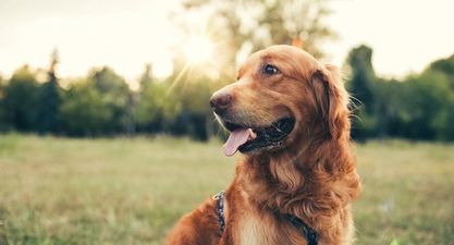 Increase in people giving up their dogs following lockdown