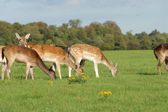 This is why you need to stop feeding the deer in Phoenix Park