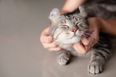 New study finds cats see their owners as parents