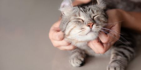 New study finds cats see their owners as parents