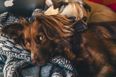 Dogs Trust shares advice if you are considering surrendering your dog