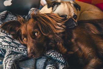 Dogs Trust shares advice if you are considering surrendering your dog