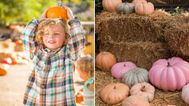 Book a visit to one of these pumpkin patches before they sell out