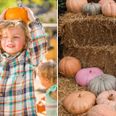 Book a visit to one of these pumpkin patches before they sell out