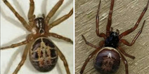National Poisons Information Centre warns public over increase in false widow spiders