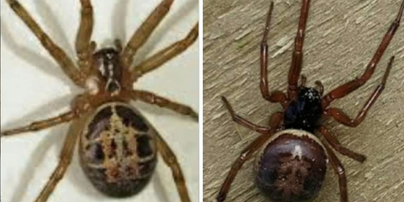 National Poisons Information Centre warns public over increase in false widow spiders