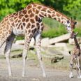 Dublin Zoo is offering visitors half price tickets