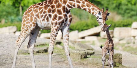Dublin Zoo is offering visitors half price tickets