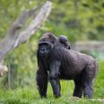 Dublin Zoo is offering all September visitors a chance to win lifetime passes
