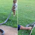 Toddler helps ‘Outback Wrangler’ dad remove massive snake