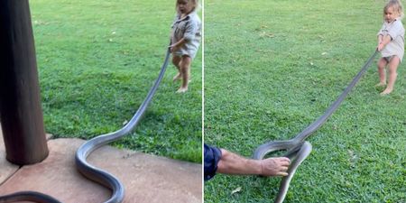 Toddler helps ‘Outback Wrangler’ dad remove massive snake