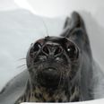 WIN: An immersive family day out spent with rescued (and incredibly adorable) seals