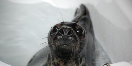 WIN: An immersive family day out spent with rescued (and incredibly adorable) seals